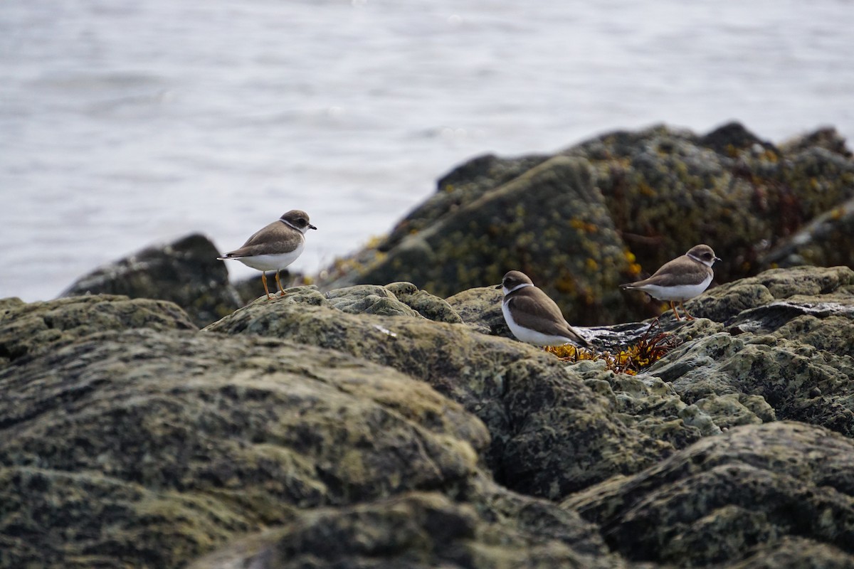 Semipalmated Plover - ML642531174