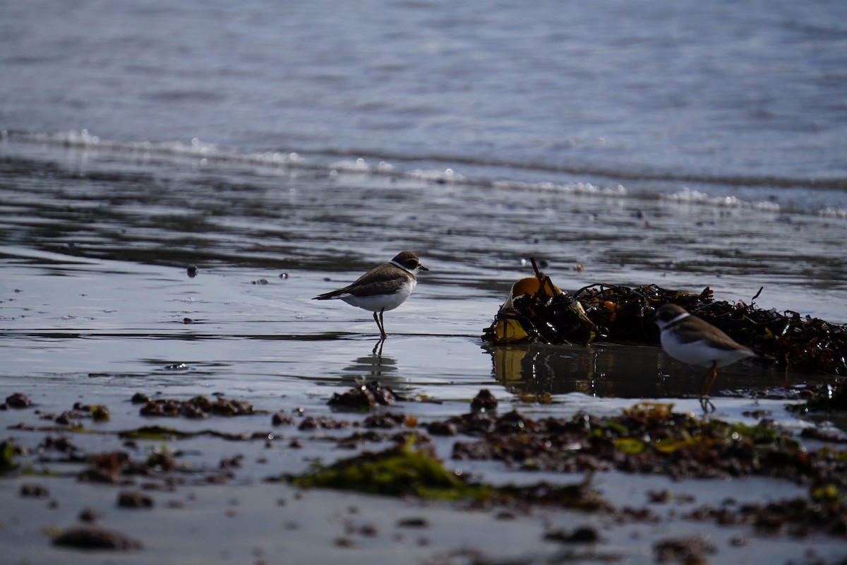 Semipalmated Plover - ML642531175