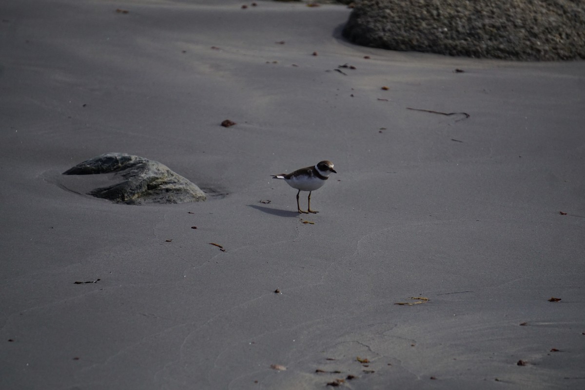 Semipalmated Plover - ML642531176