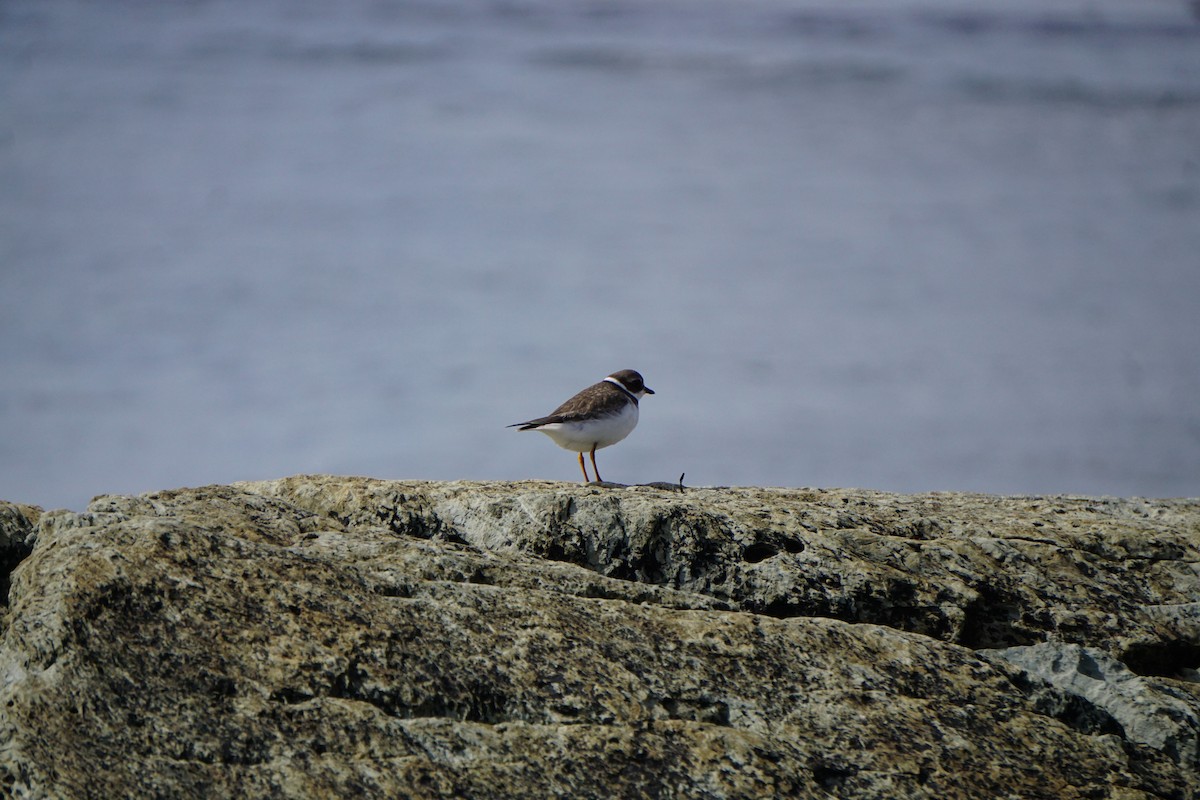 Semipalmated Plover - ML642531177