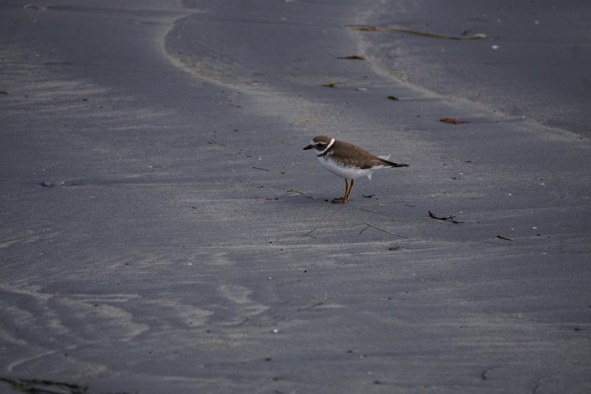 Semipalmated Plover - ML642531179