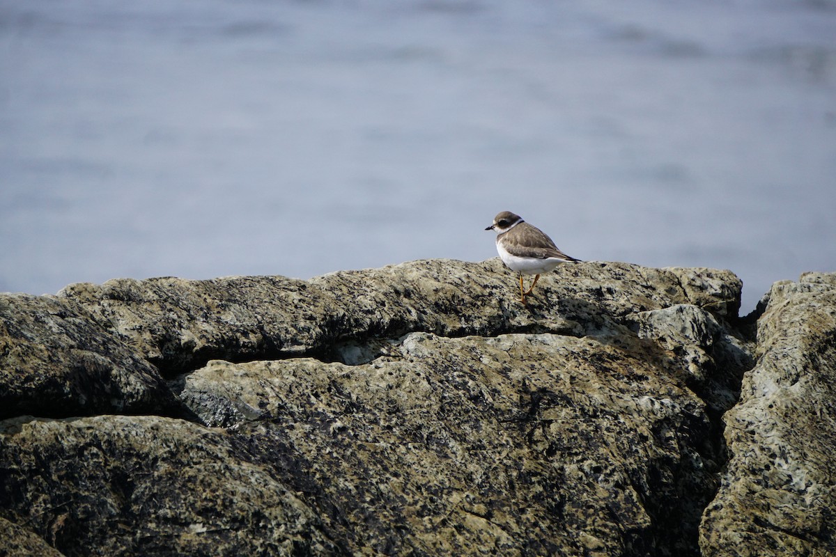 Semipalmated Plover - ML642531180