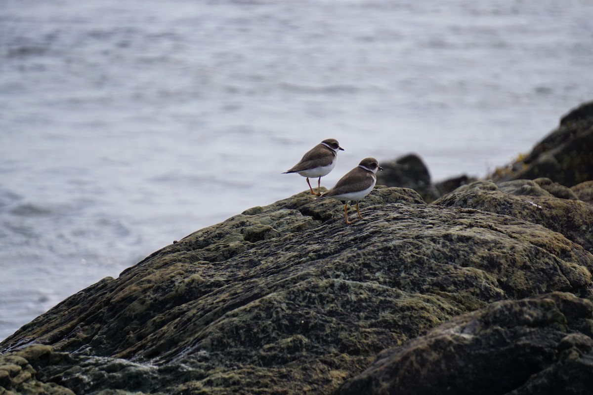 Semipalmated Plover - ML642531188