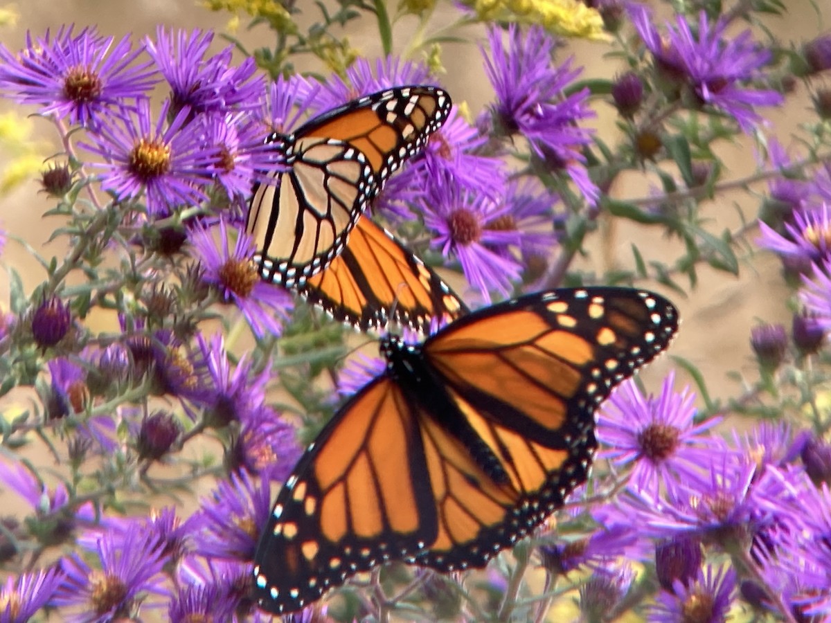 Animals - ML642531201