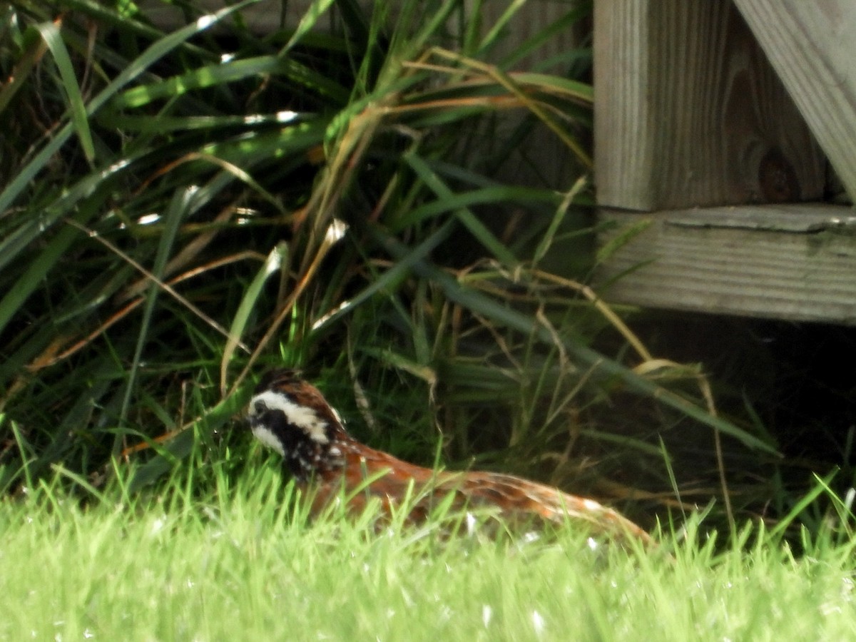 Northern Bobwhite - ML642531202