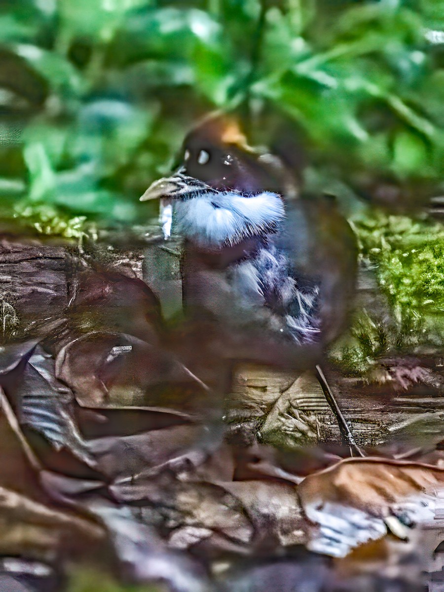 Chestnut-capped Brushfinch - ML642531227