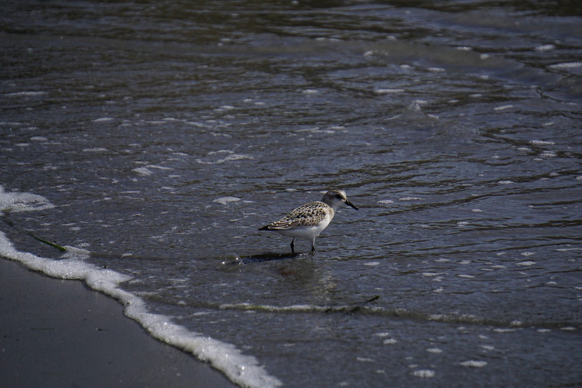 Sanderling - ML642531251