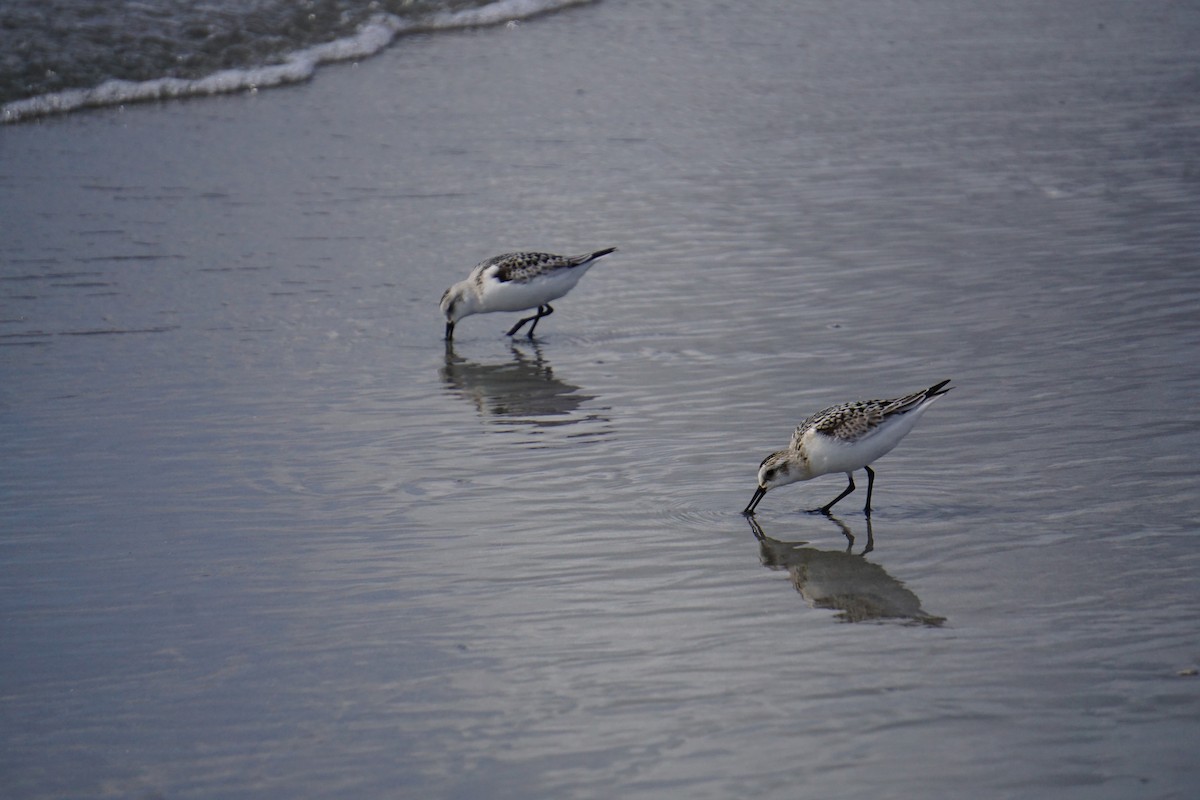 Sanderling - ML642531252
