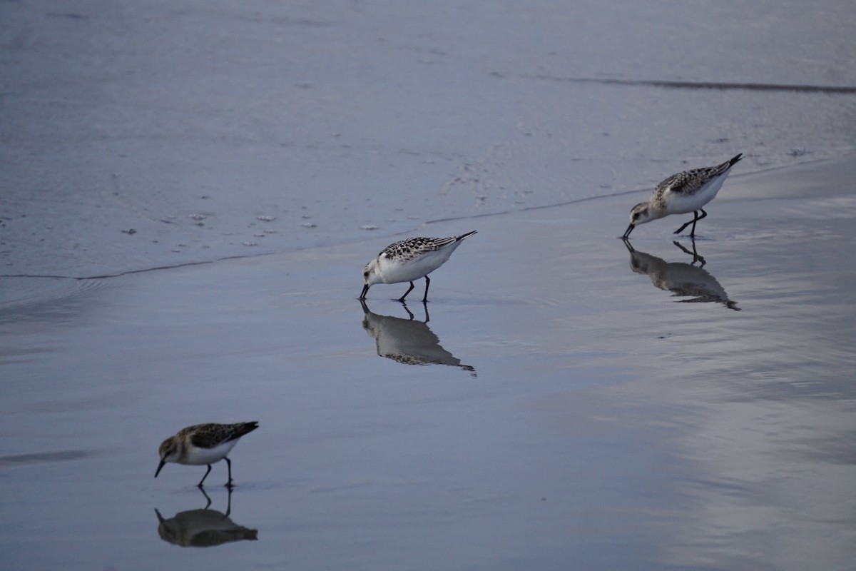 Sanderling - ML642531253