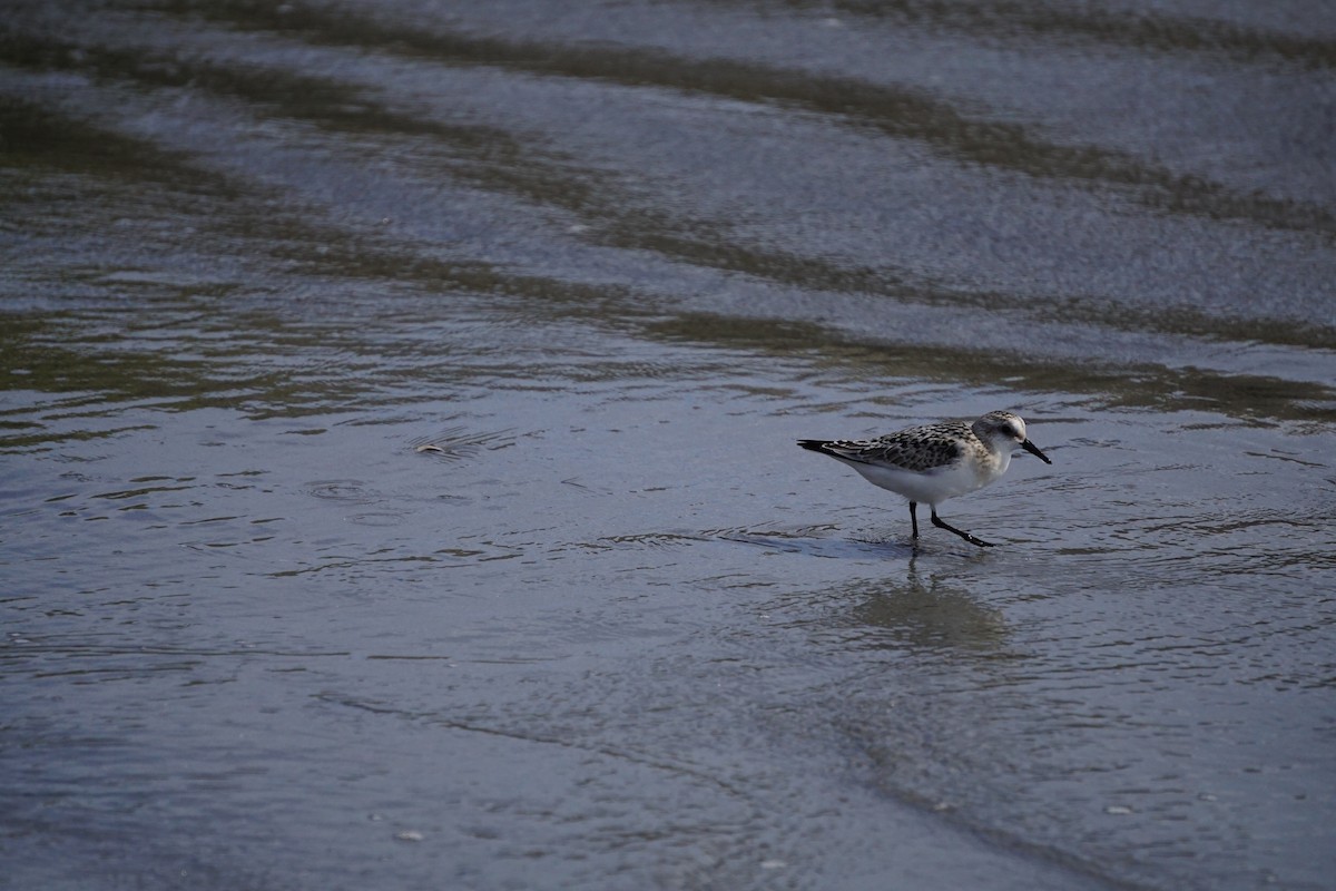 Sanderling - ML642531254