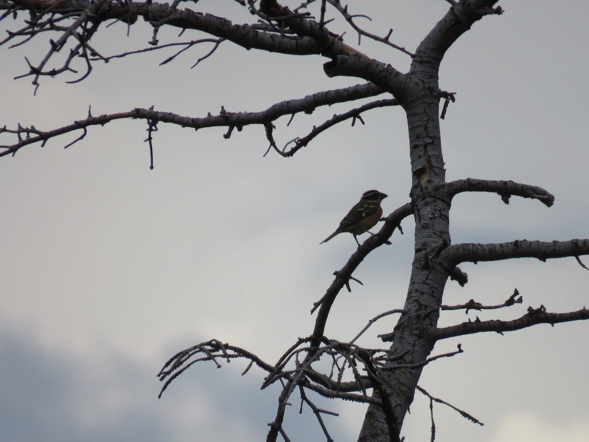 Black-headed Grosbeak - ML642531273