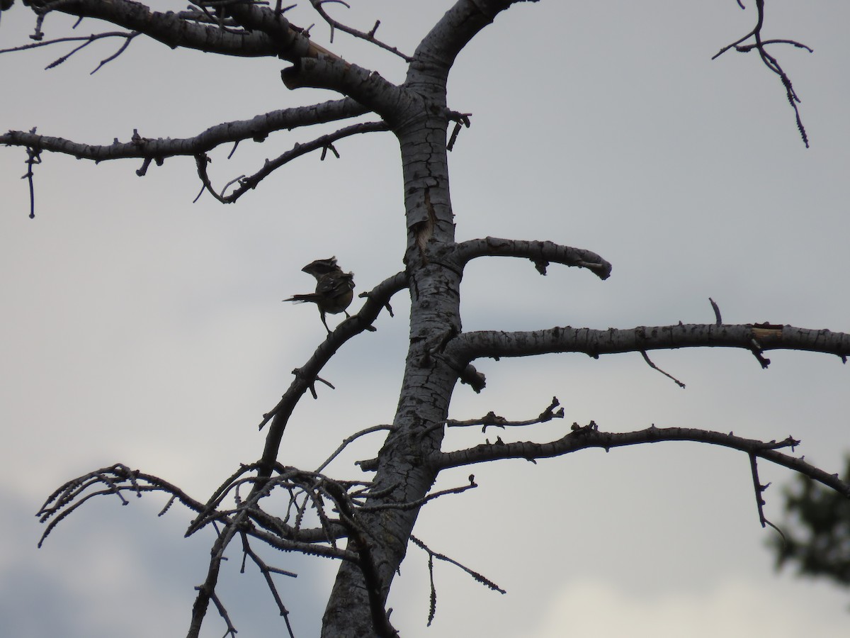 Black-headed Grosbeak - ML642531274