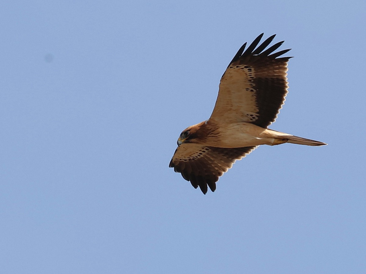 Booted Eagle - ML642531328