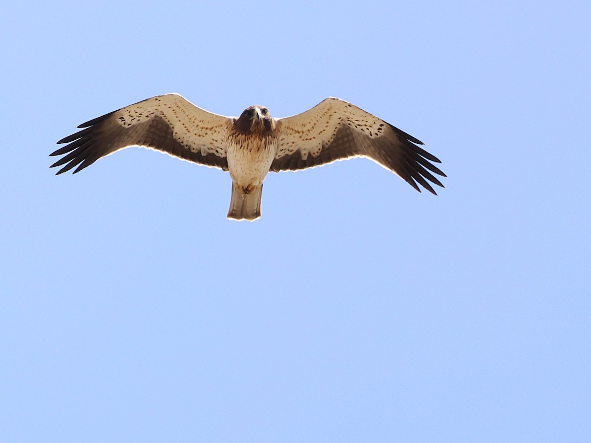 Booted Eagle - ML642531329