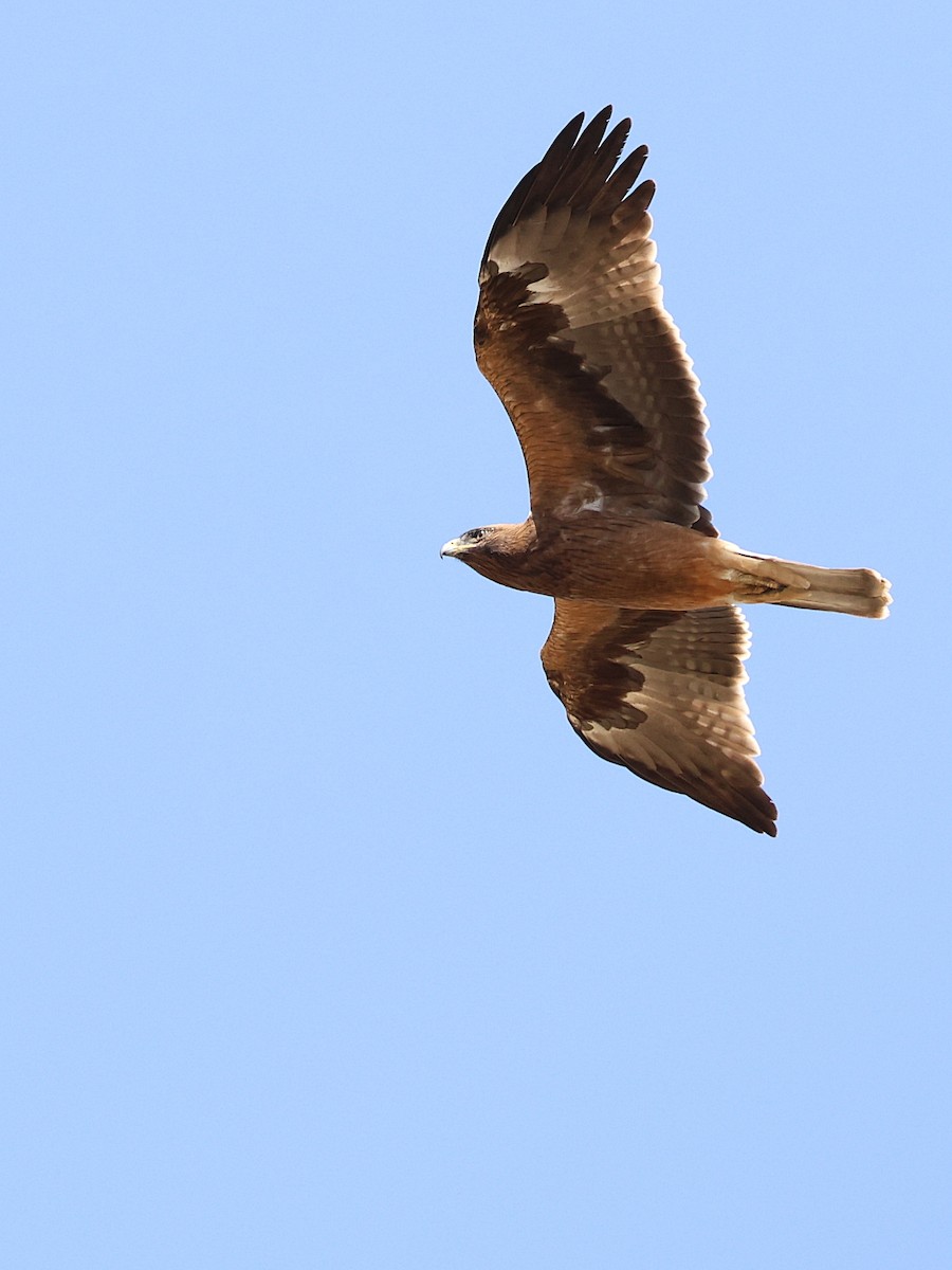 Booted Eagle - ML642531330