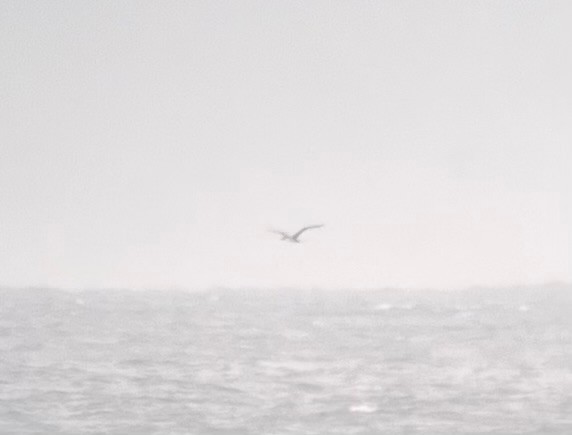 Masked Booby - ML642531355