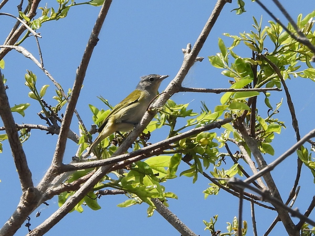 Ashy-headed Greenlet - ML642531360