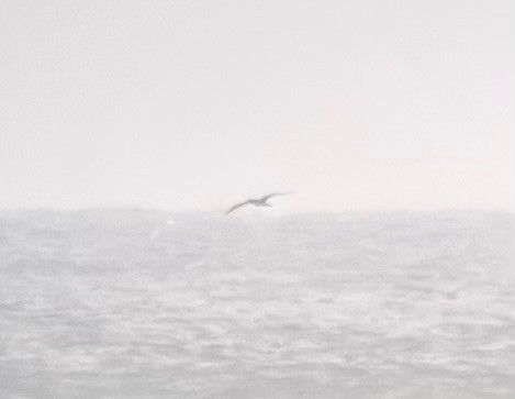 Masked Booby - ML642531374