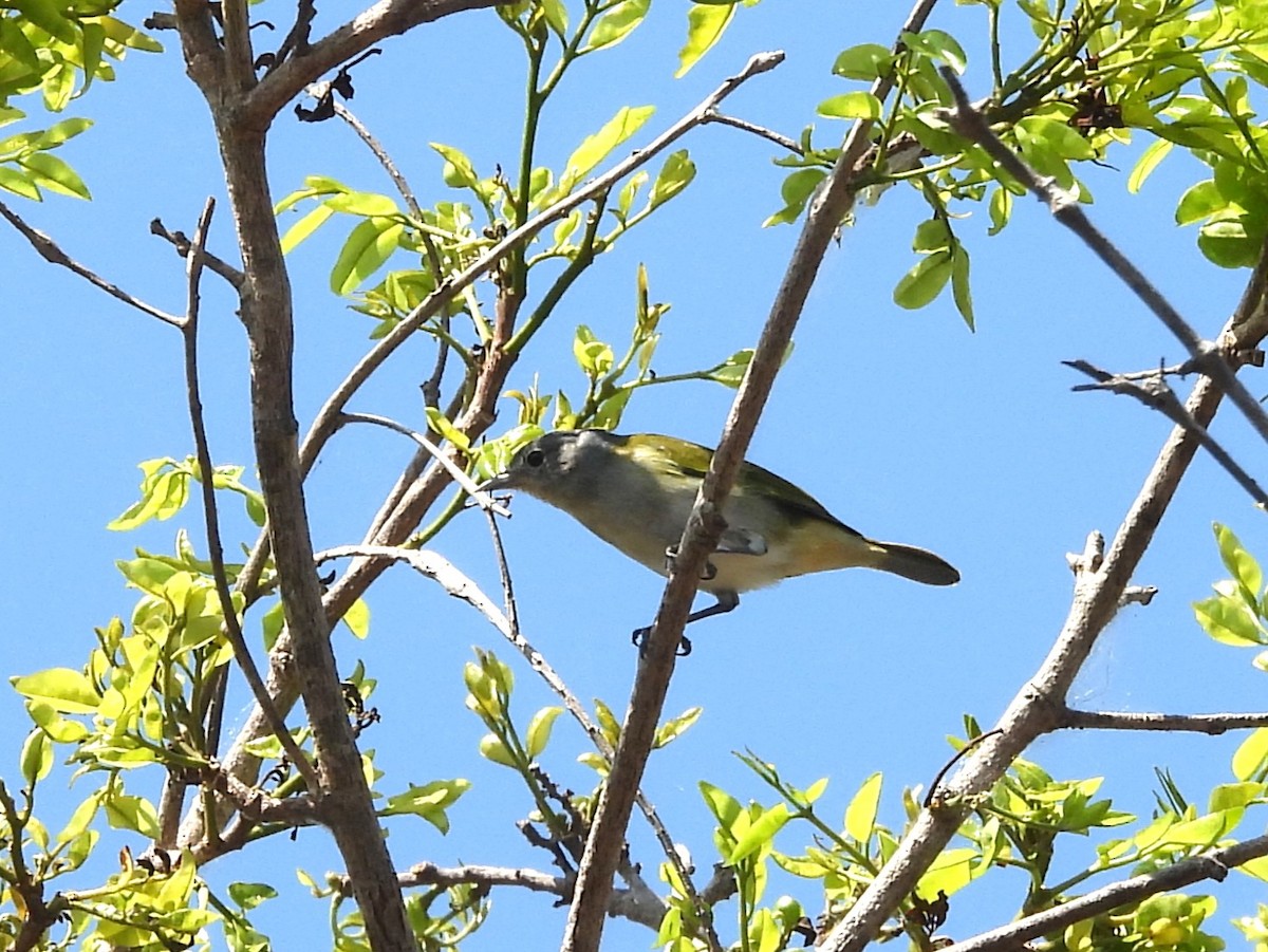 Chestnut-vented Conebill - ML642531382