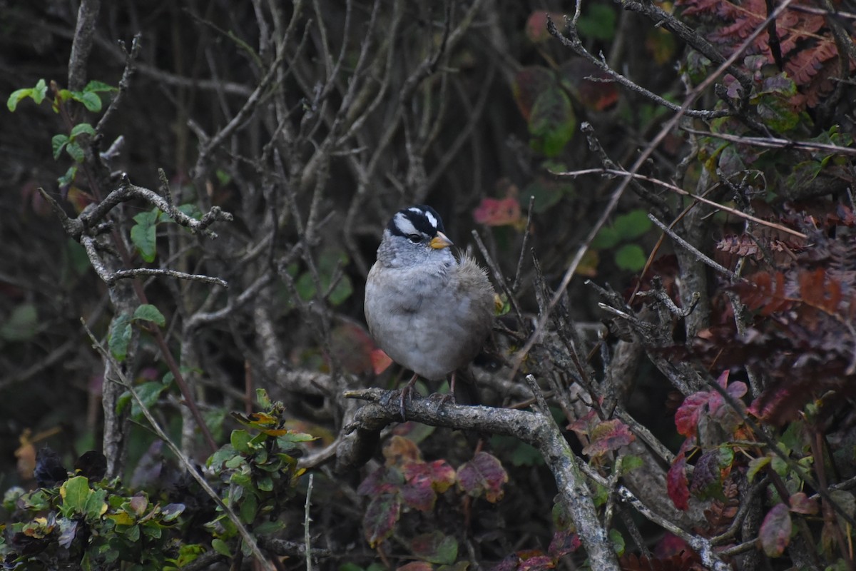 White-crowned Sparrow (nuttalli) - ML642531385