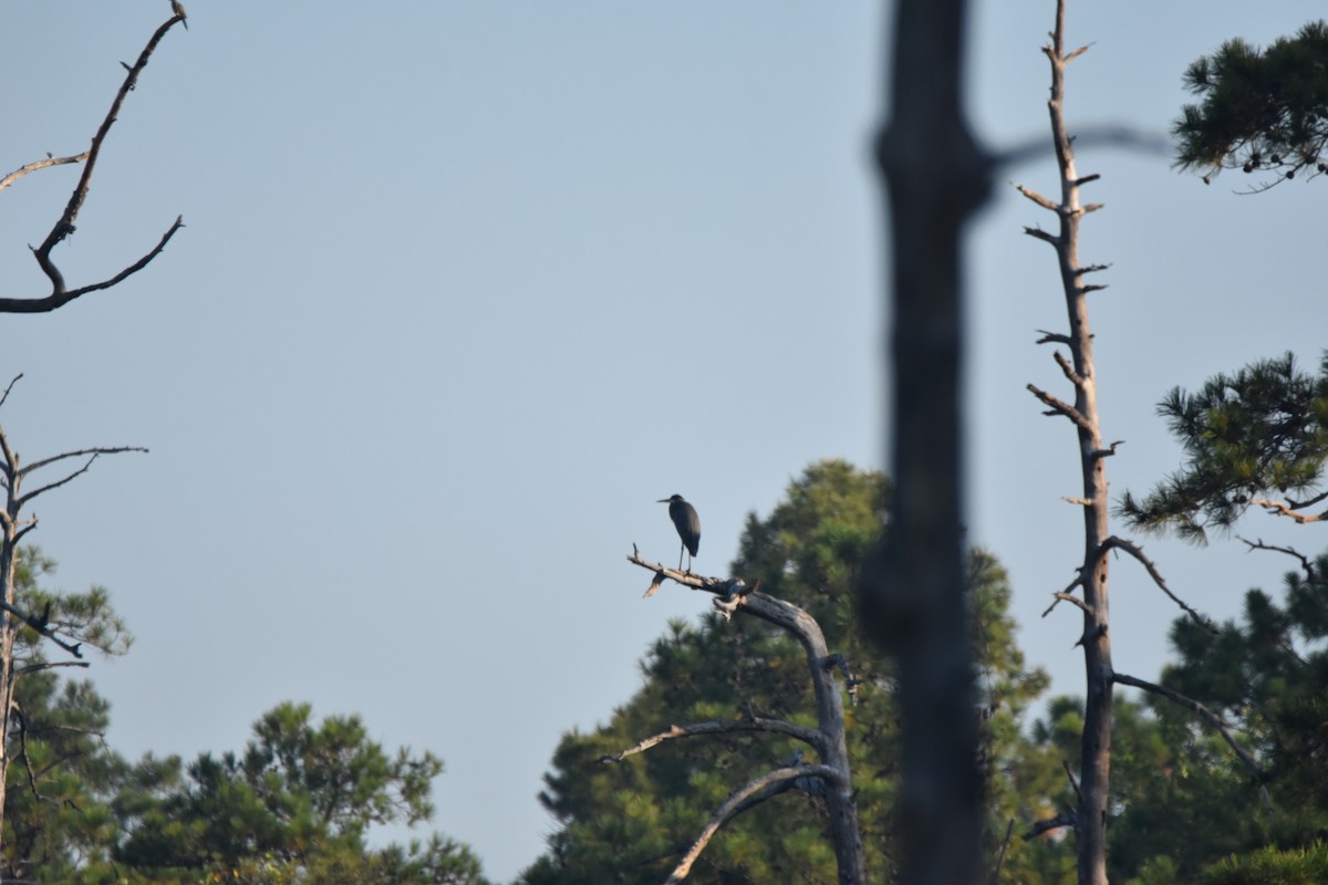 Great Blue Heron - ML642531399