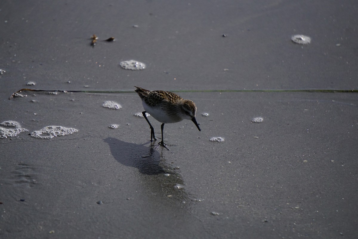 Semipalmated Sandpiper - ML642531443