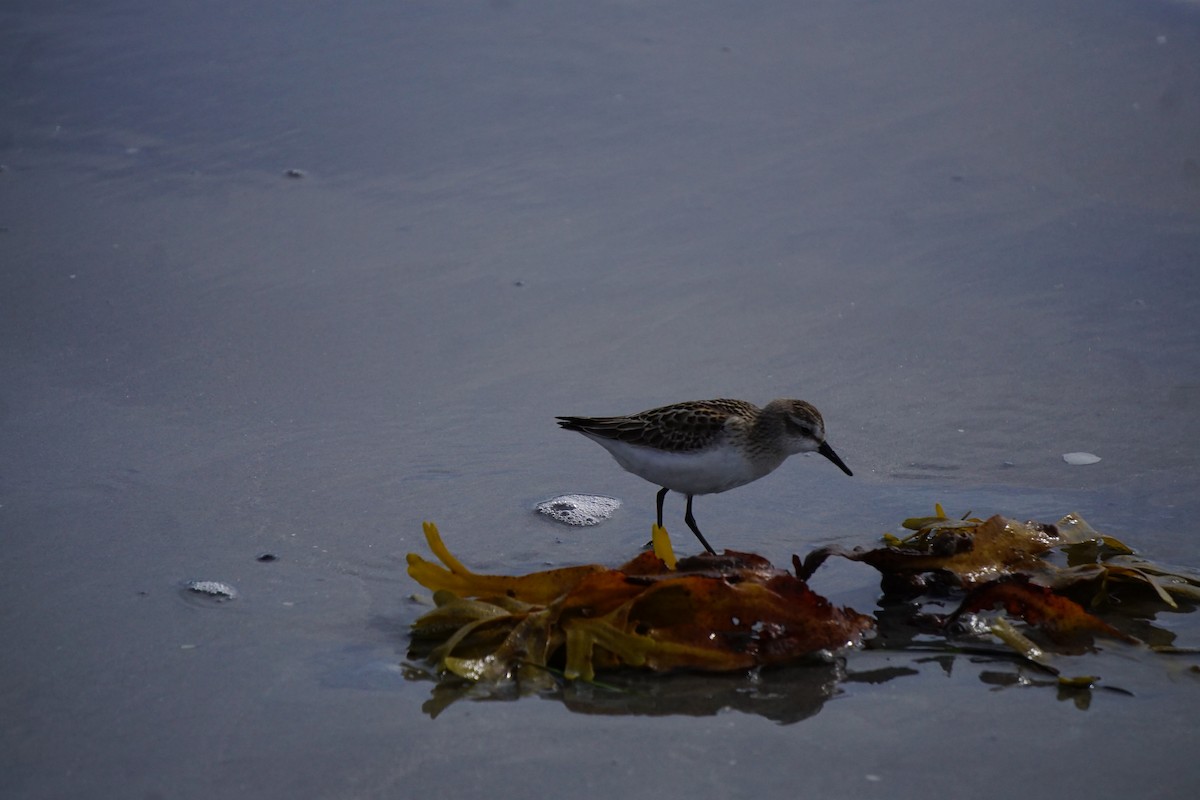 Semipalmated Sandpiper - ML642531444