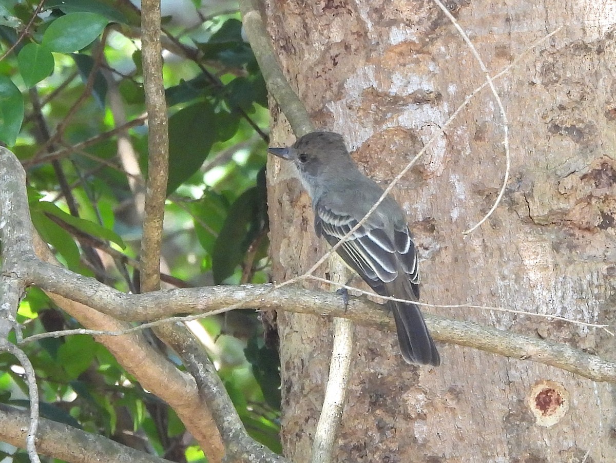 Short-crested Flycatcher - ML642531454