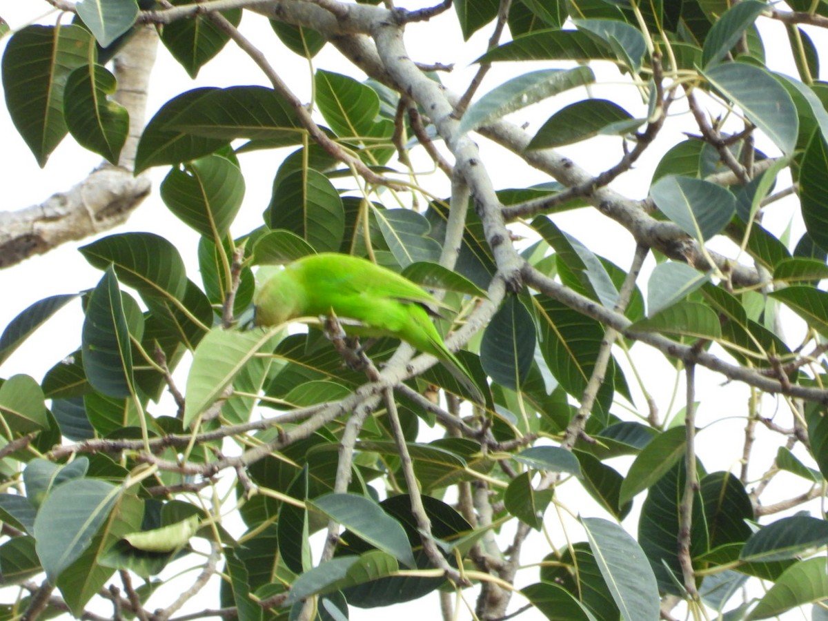 Jerdon's Leafbird - ML642531462