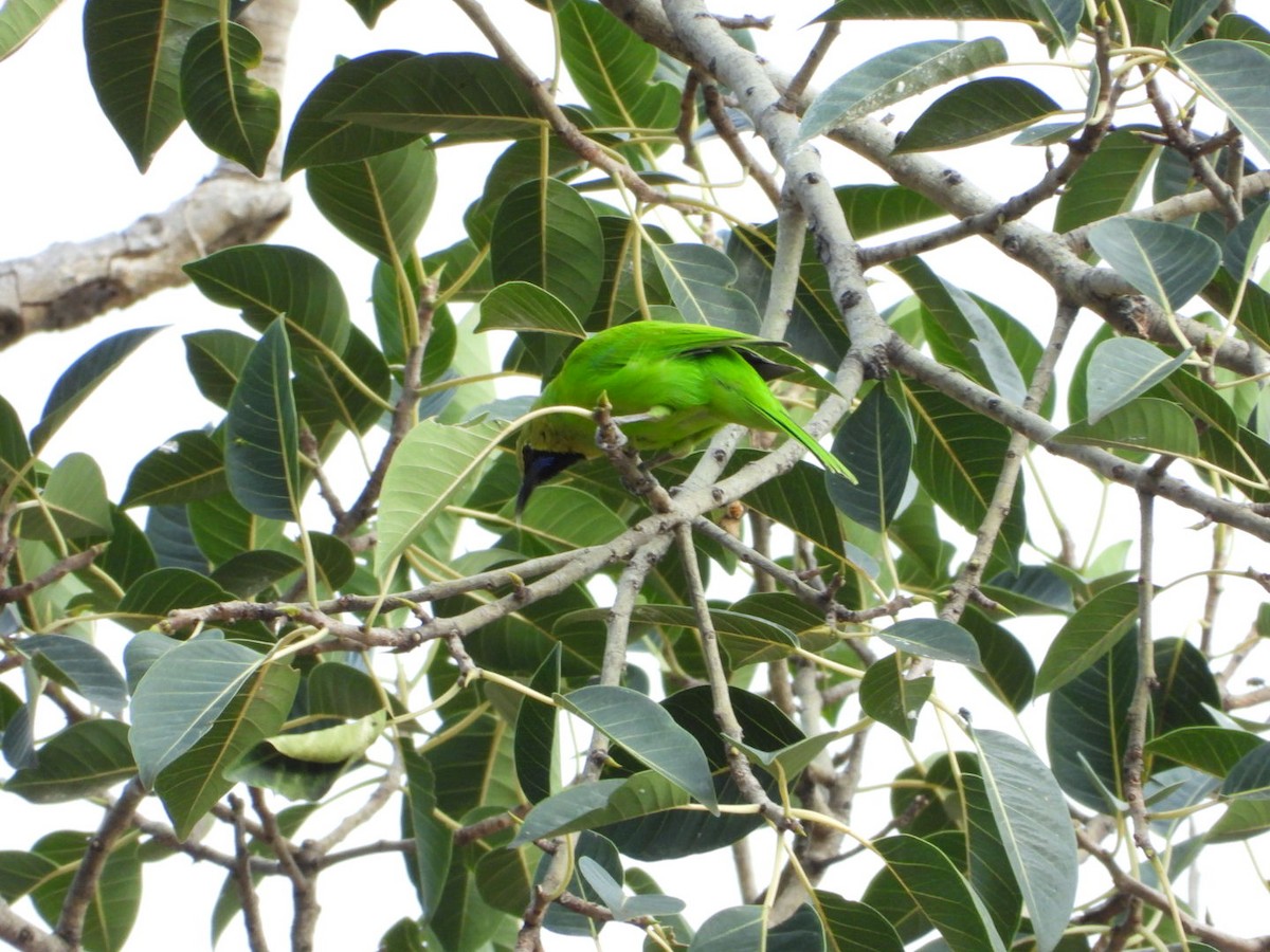 Jerdon's Leafbird - ML642531463