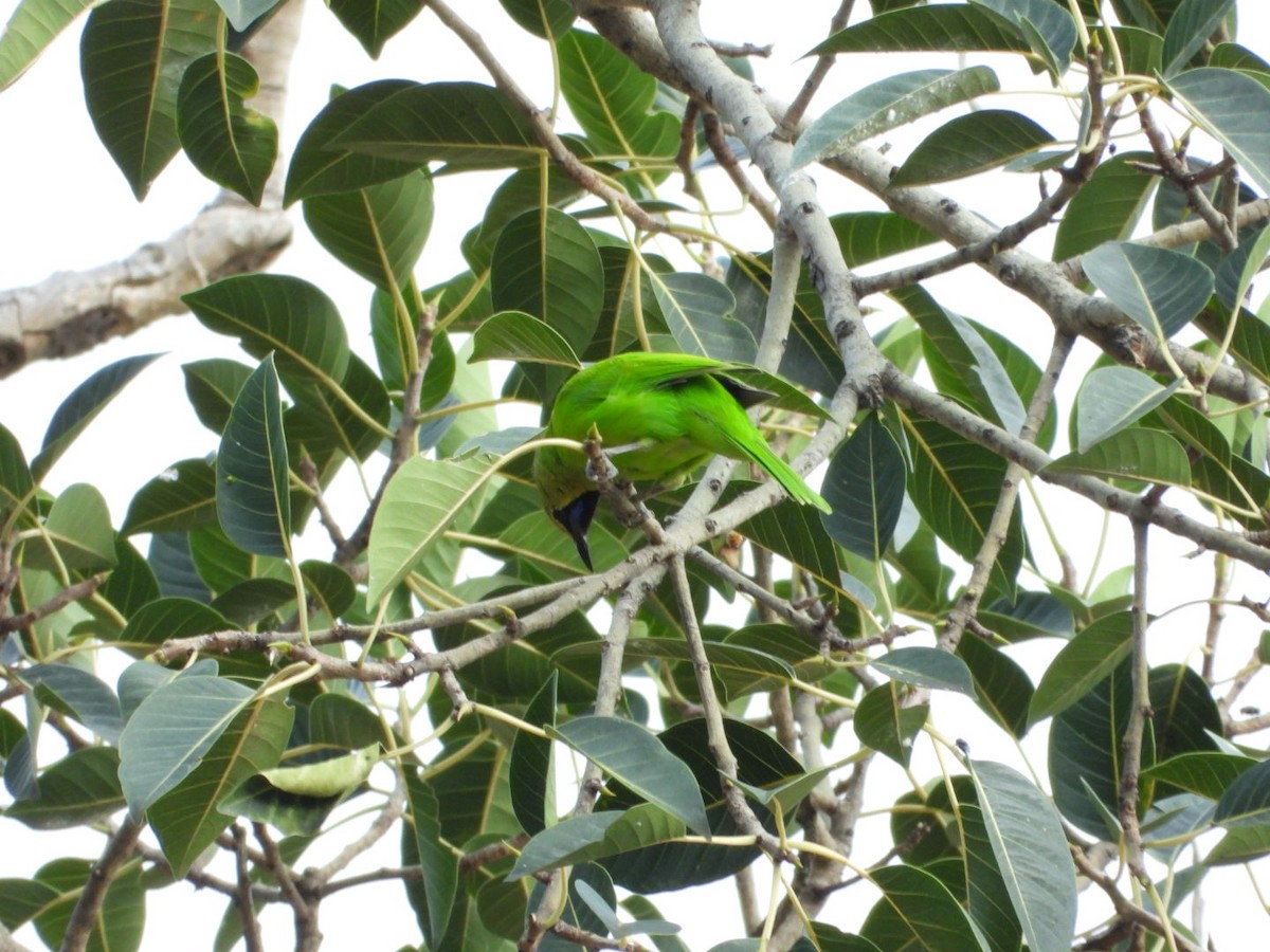 Jerdon's Leafbird - ML642531464