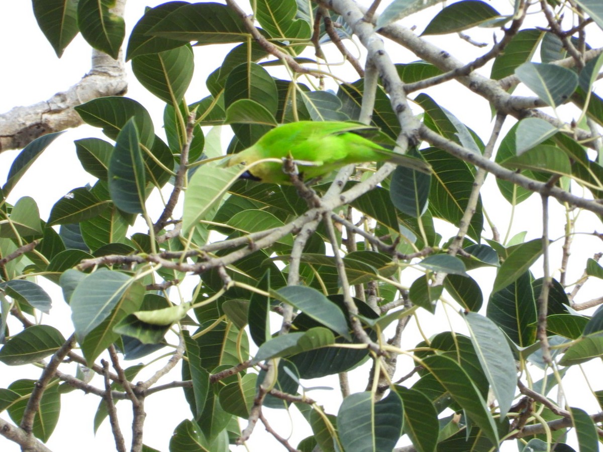 Jerdon's Leafbird - ML642531465