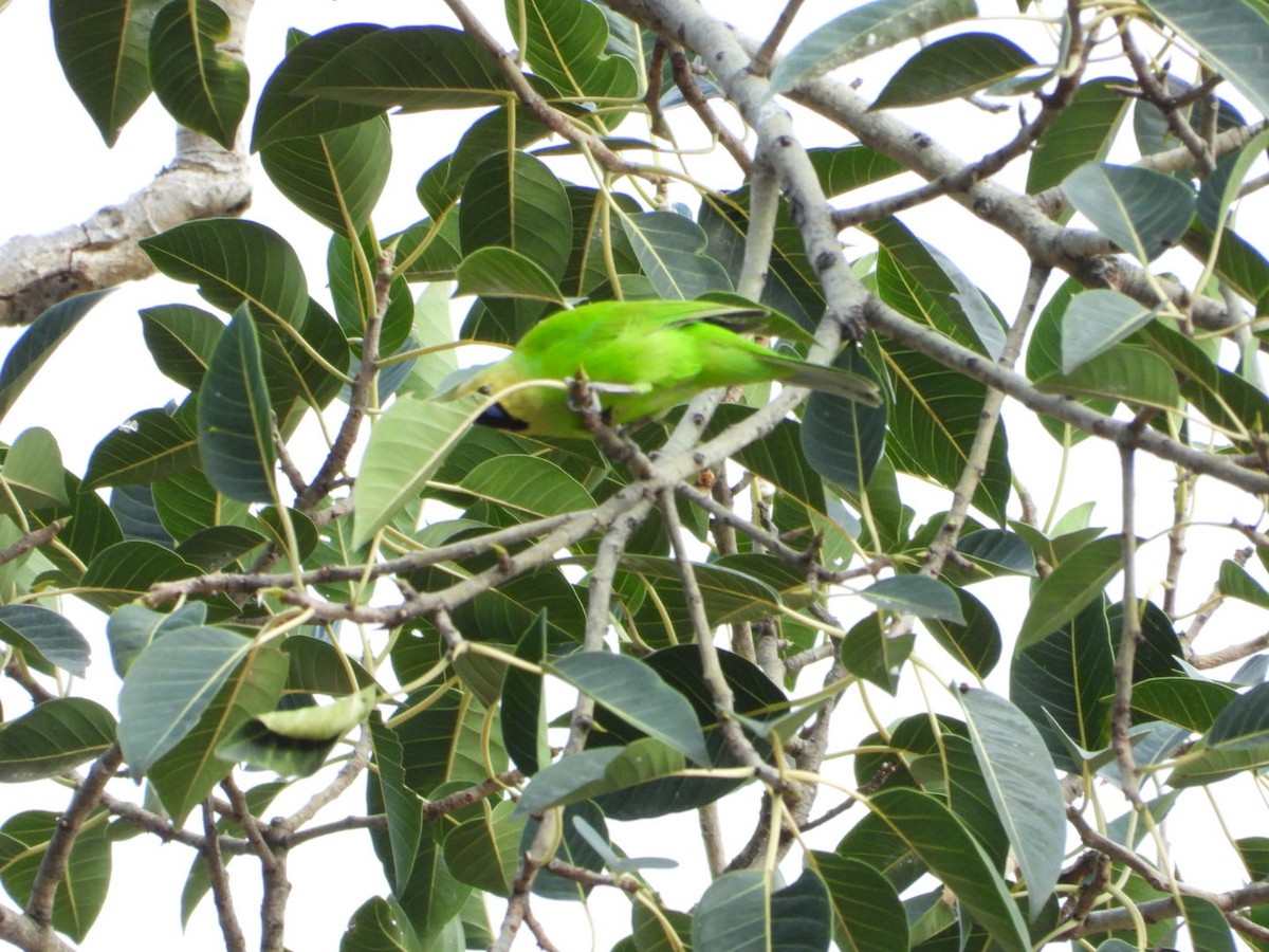 Jerdon's Leafbird - ML642531466