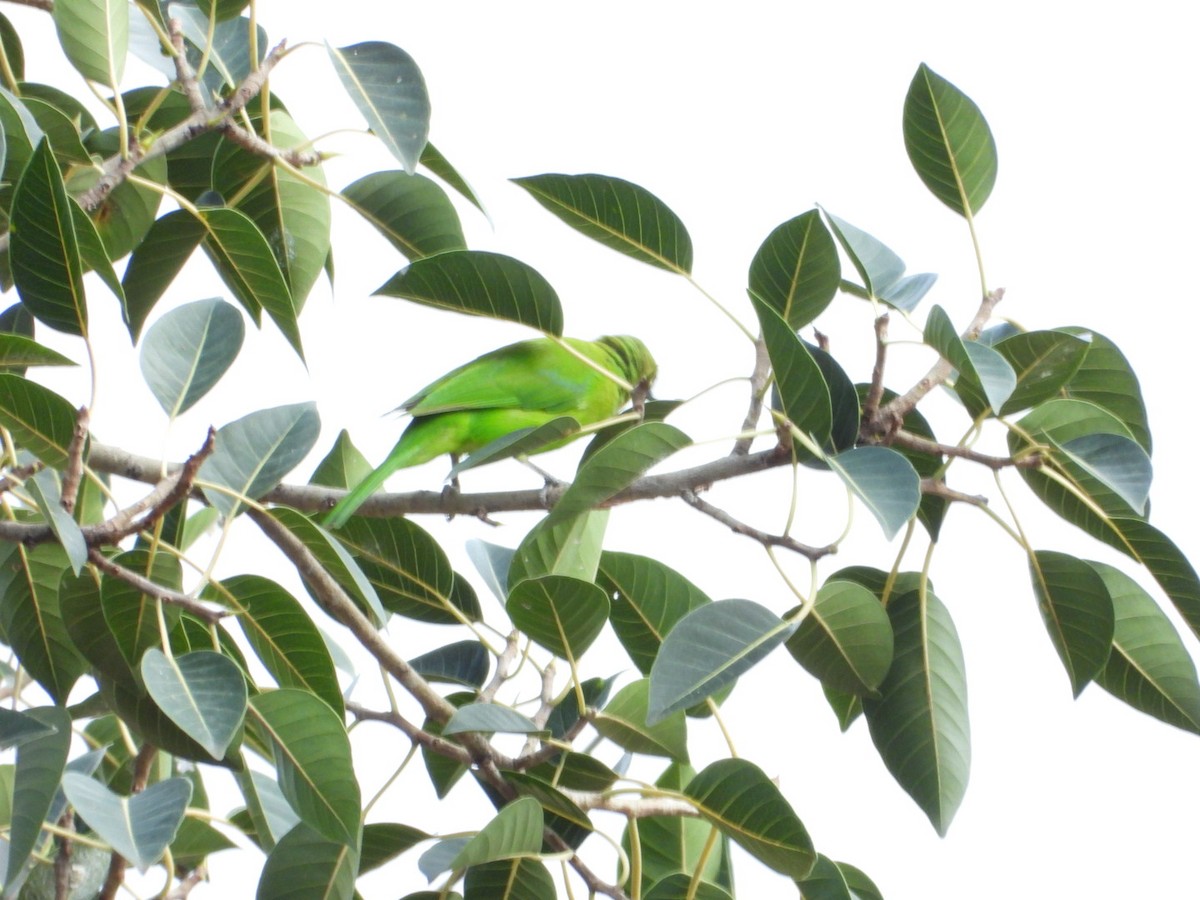 Jerdon's Leafbird - ML642531467