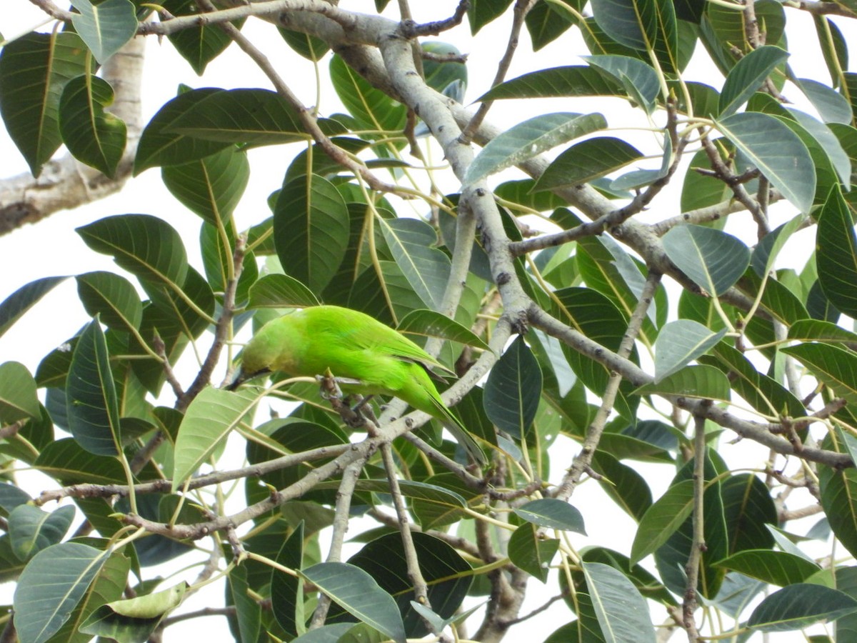Jerdon's Leafbird - ML642531468