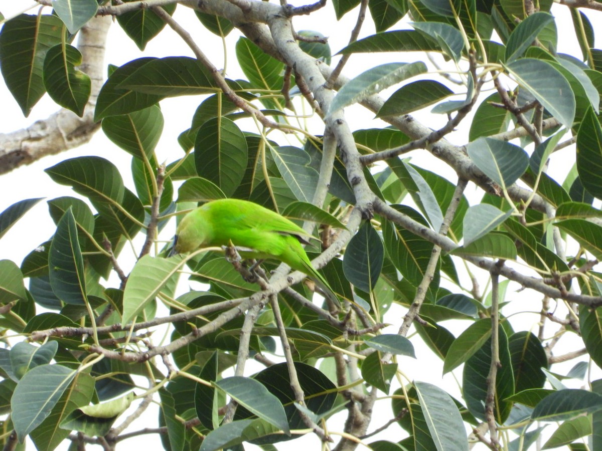 Jerdon's Leafbird - ML642531469