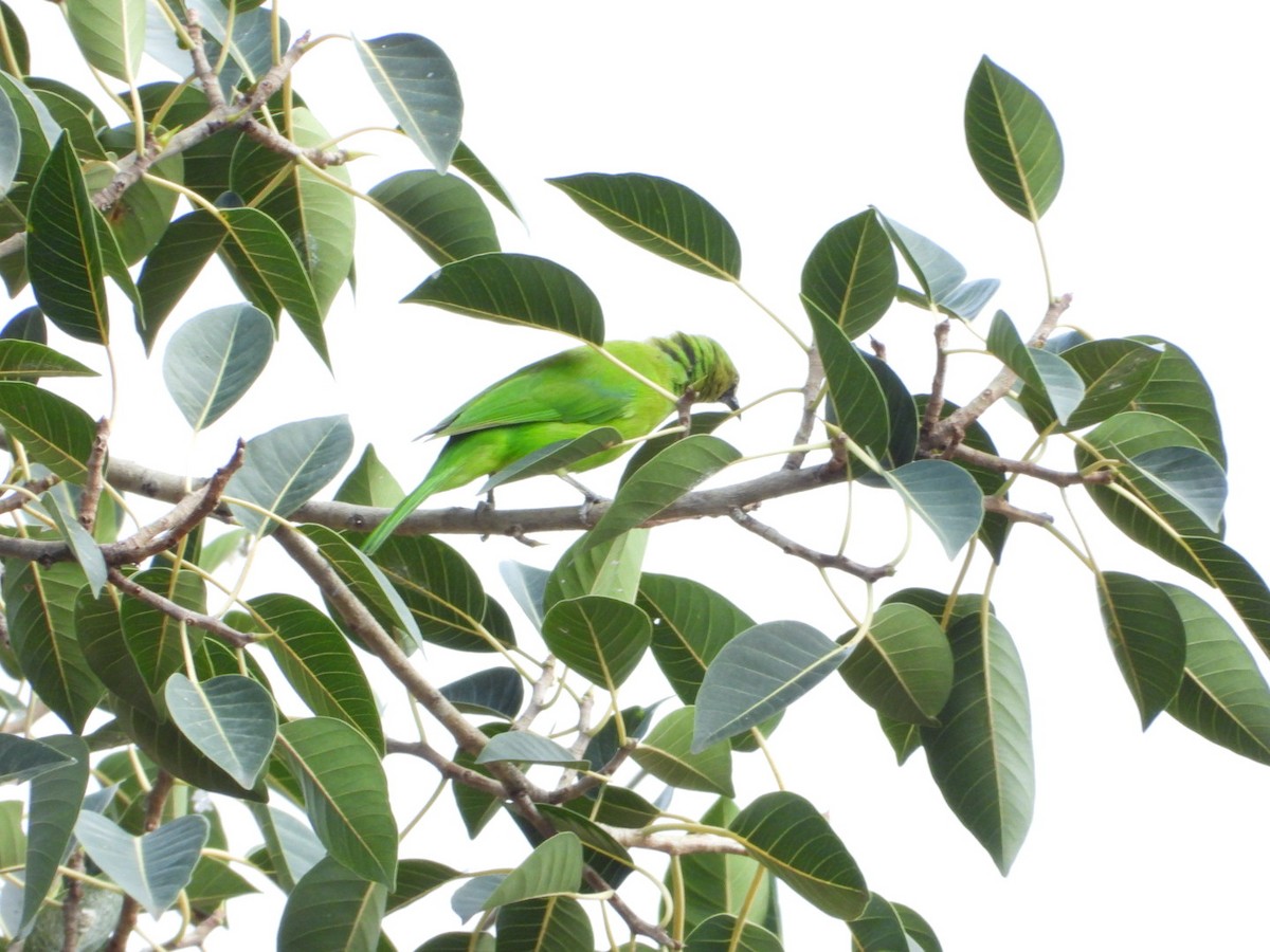 Jerdon's Leafbird - ML642531470