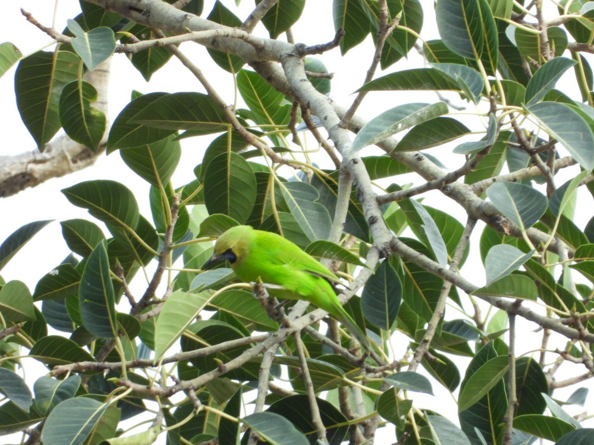 Jerdon's Leafbird - ML642531471