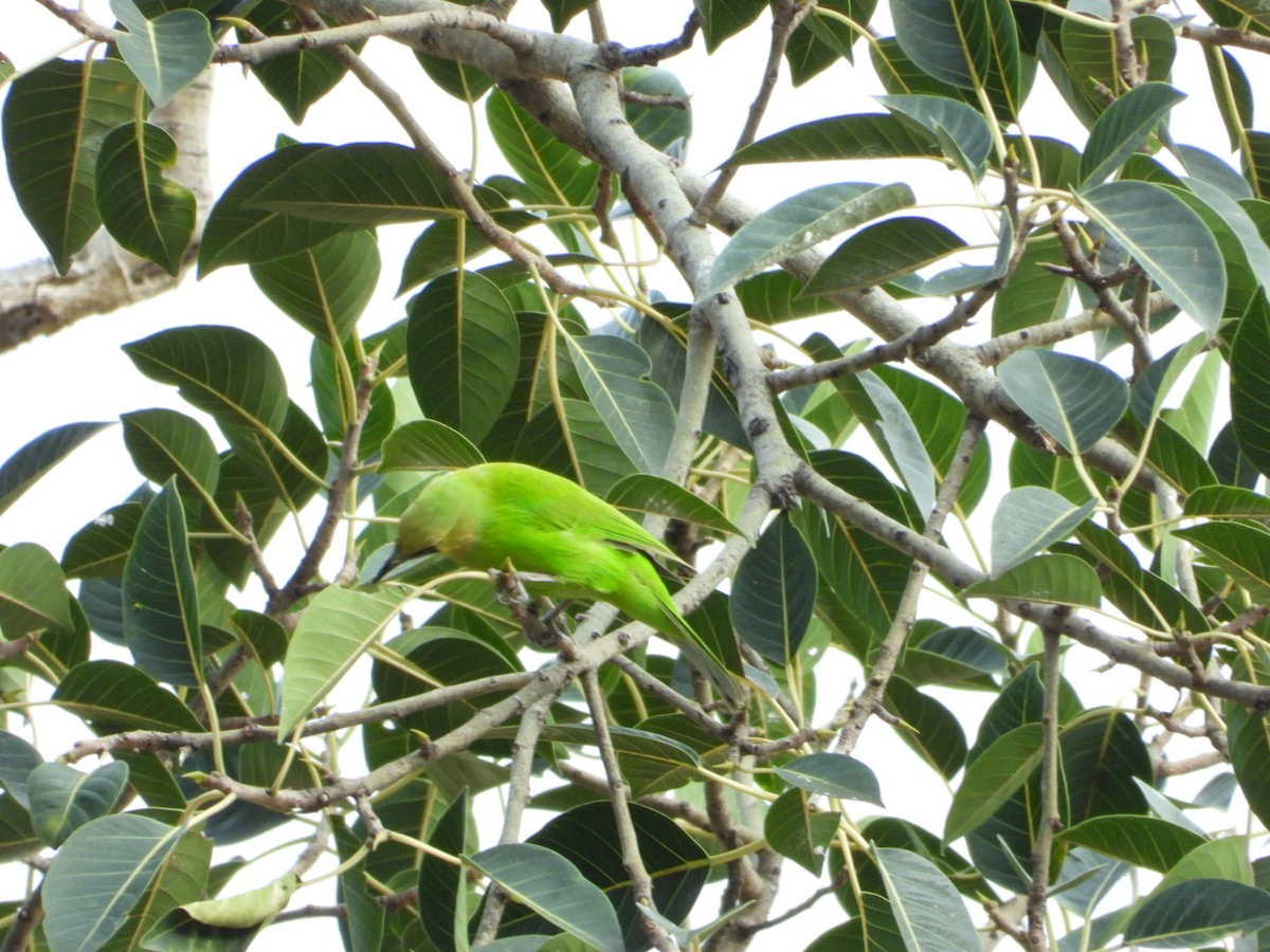 Jerdon's Leafbird - ML642531472