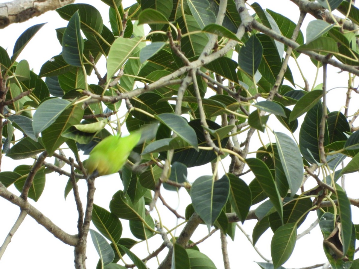 Jerdon's Leafbird - ML642531473