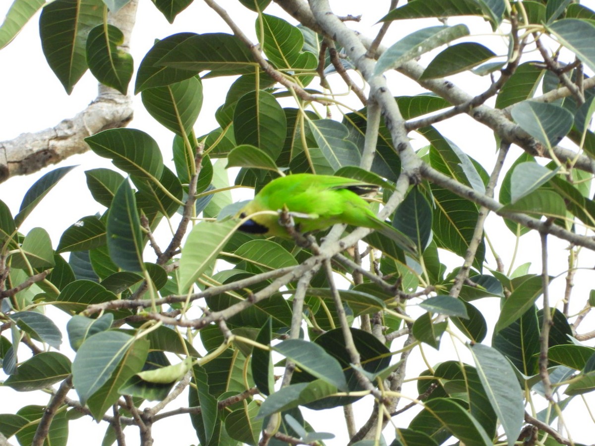 Jerdon's Leafbird - ML642531474