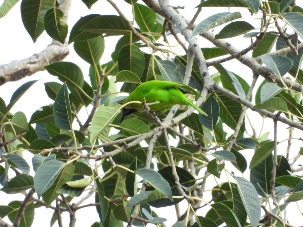 Jerdon's Leafbird - ML642531475