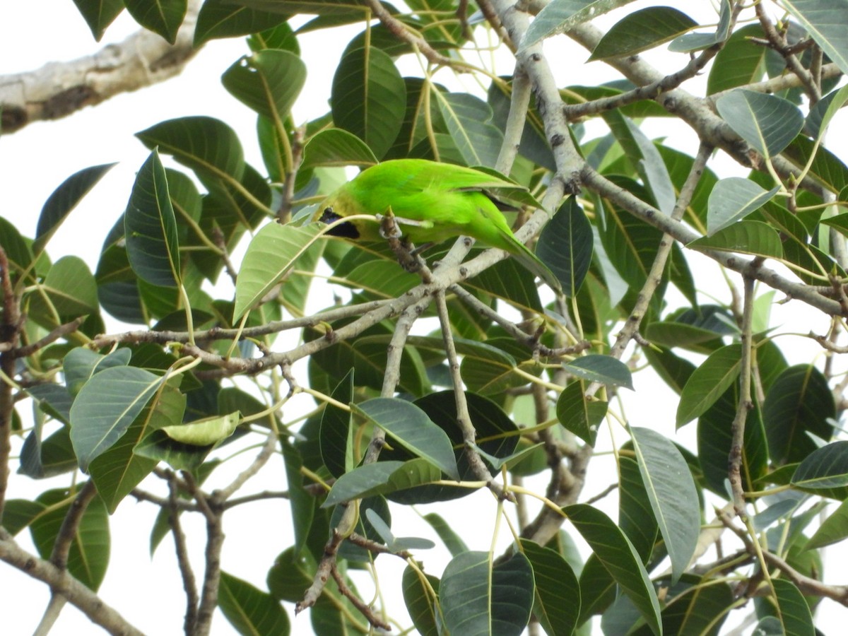 Jerdon's Leafbird - ML642531476
