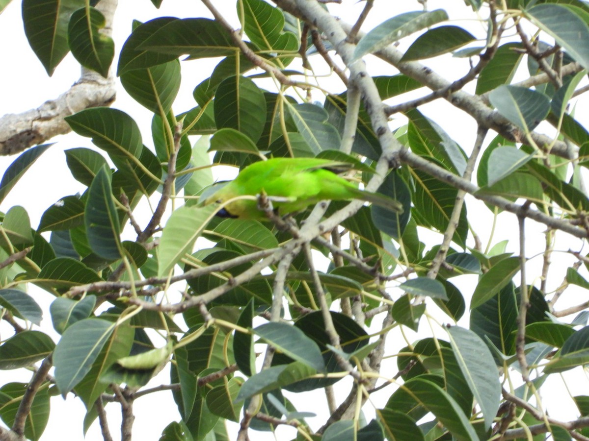 Jerdon's Leafbird - ML642531477