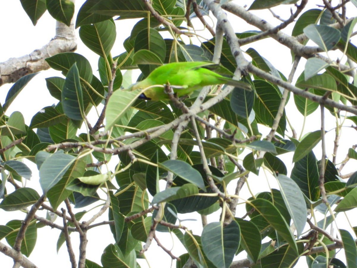 Jerdon's Leafbird - ML642531478