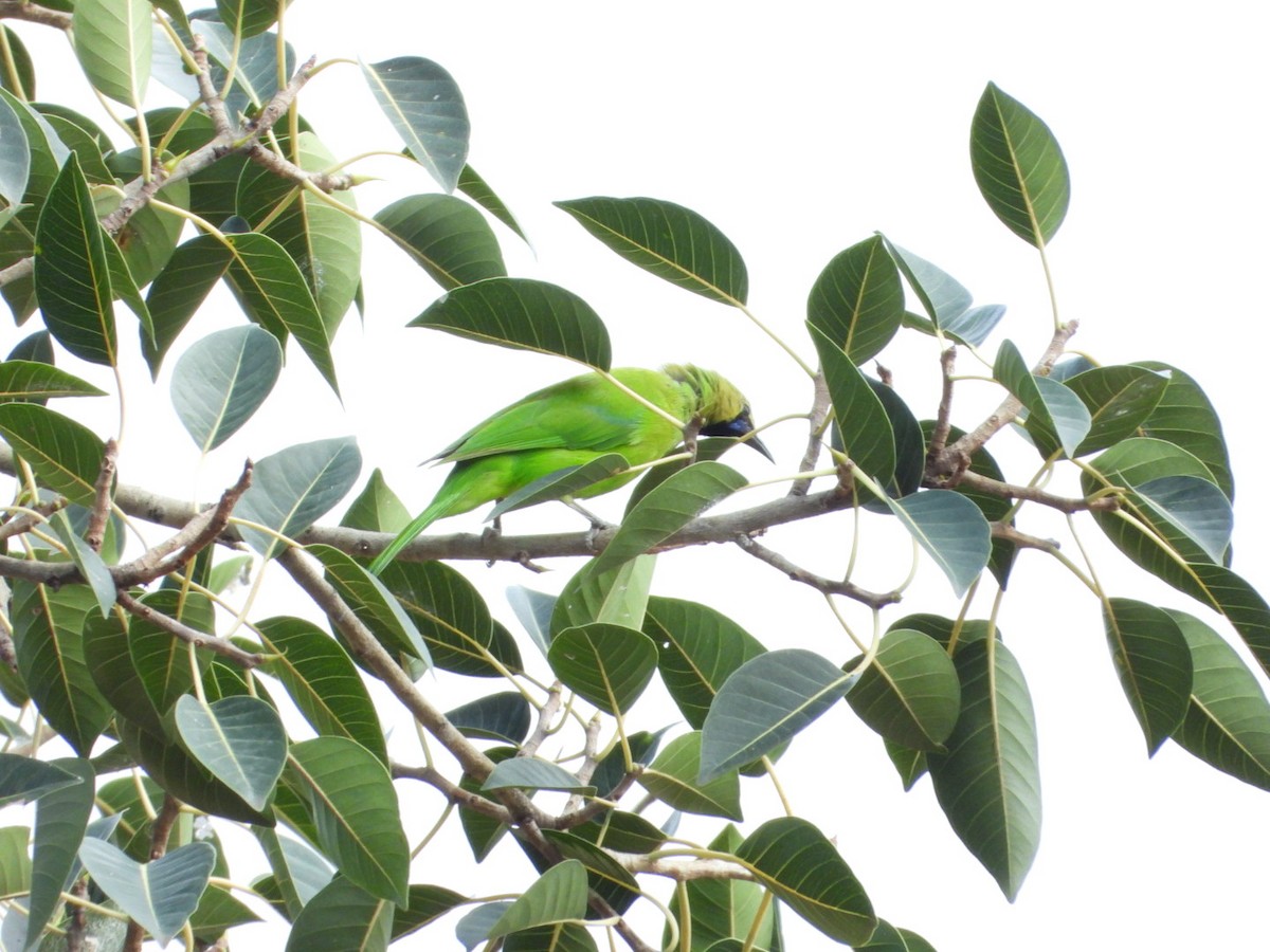 Jerdon's Leafbird - ML642531479