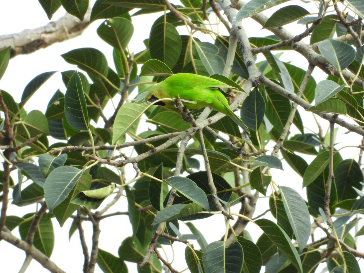 Jerdon's Leafbird - ML642531480