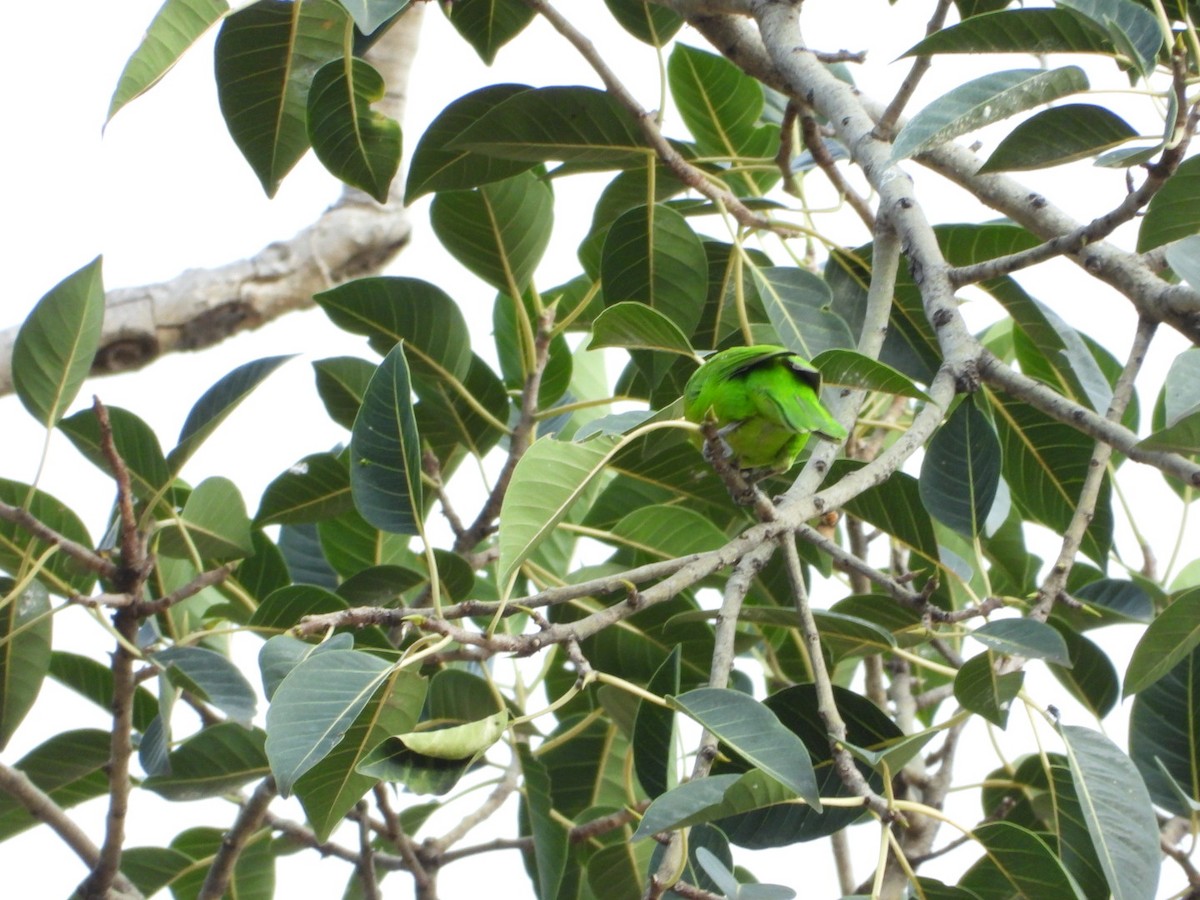 Jerdon's Leafbird - ML642531481