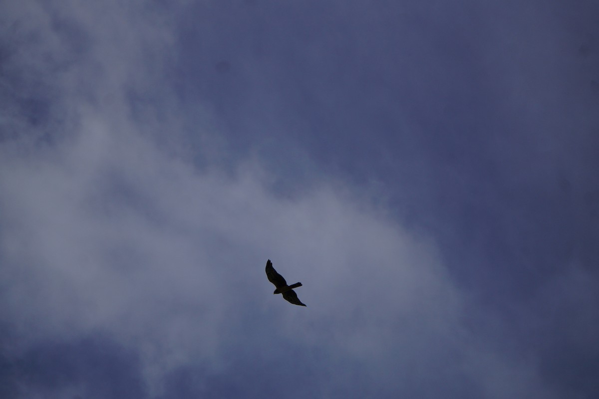 Northern Harrier - ML642531490