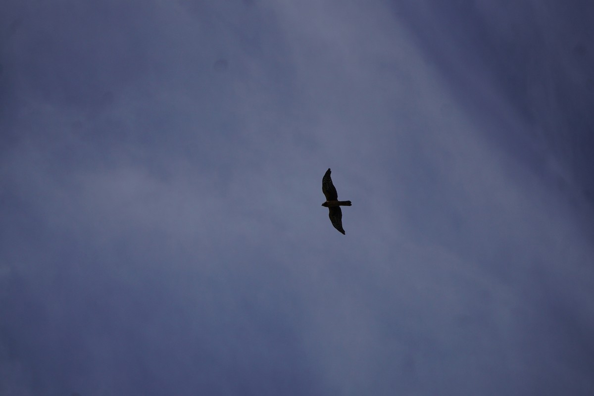 Northern Harrier - ML642531491